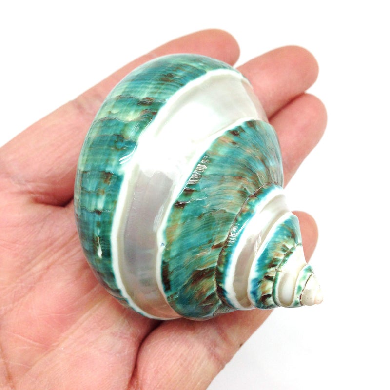 PEPPERLONELY 2 PC Natural Large Hermit Crab Shells, Banded Green Blue Gade Turbo, 2-1/2 Inch ~ 3 Inch - Image 3